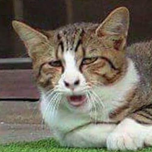 สมาชิกหมายเลข 6800368