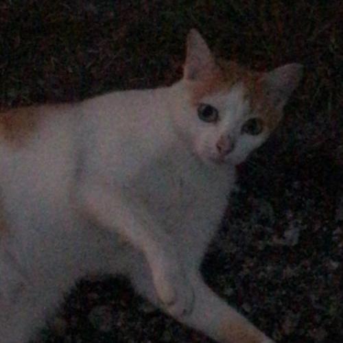 สมาชิกหมายเลข 1477732