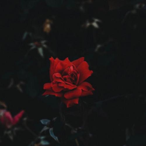 สมาชิกหมายเลข 4431028