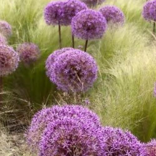 Pretty Plant