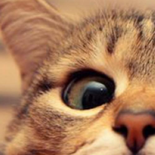 สมาชิกหมายเลข 5135531