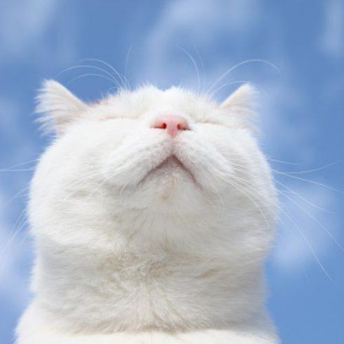 สมาชิกหมายเลข 6314809