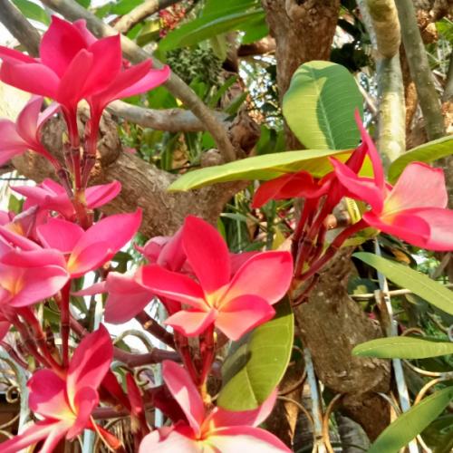 สมาชิกหมายเลข 6993943