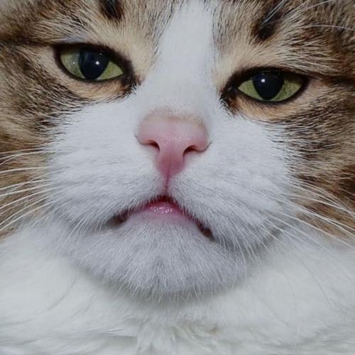 สมาชิกหมายเลข 4888667