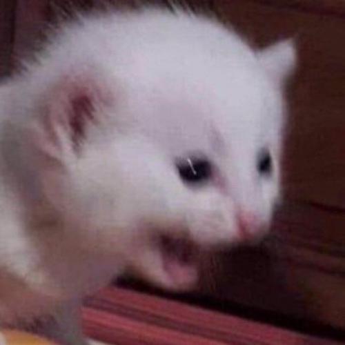 สมาชิกหมายเลข 4995631