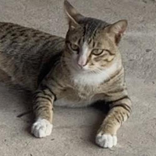 สมาชิกหมายเลข 8550204