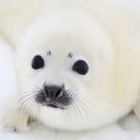 สมาชิกหมายเลข 4123923