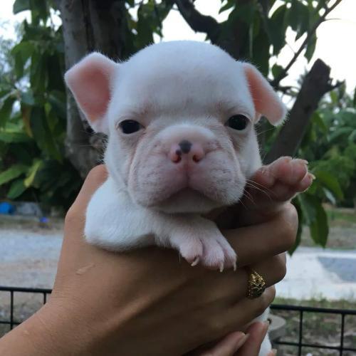 สมาชิกหมายเลข 4396529