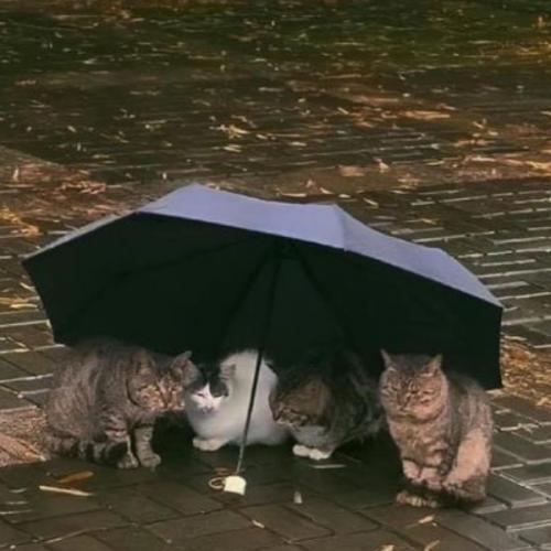 สมาชิกหมายเลข 7735058