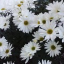 สมาชิกหมายเลข 3661412