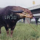 สมาชิกหมายเลข 4889291