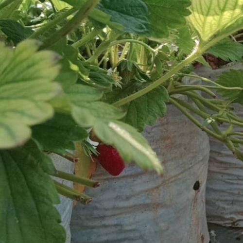 สมาชิกหมายเลข 6317068