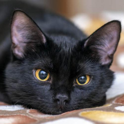 สมาชิกหมายเลข 6996735