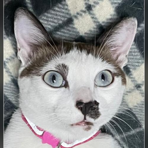 lovelovecat