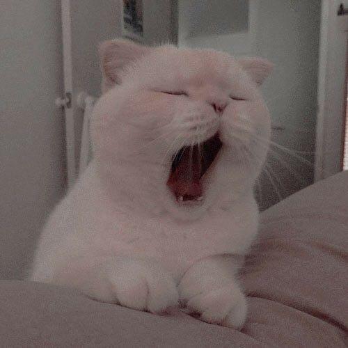 สมาชิกหมายเลข 4838585