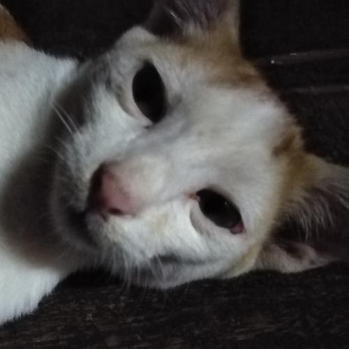 สมาชิกหมายเลข 5284758