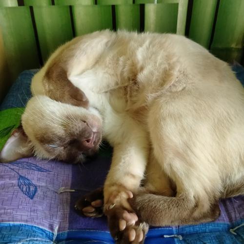 สมาชิกหมายเลข 3928099