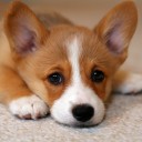 มะหมาขาสั้น