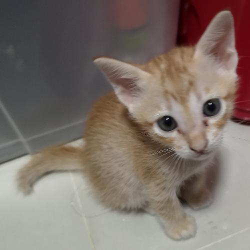 สมาชิกหมายเลข 4549269