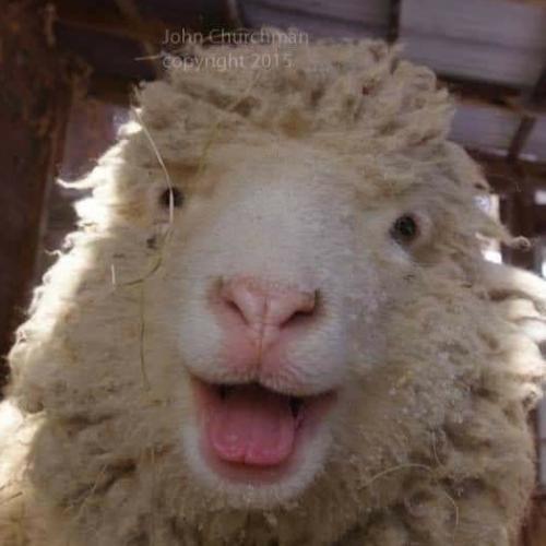 สมาชิกหมายเลข 5275039