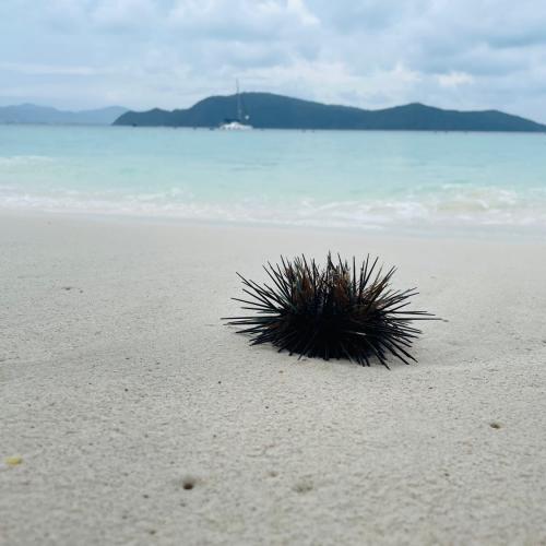 เฮมีริน