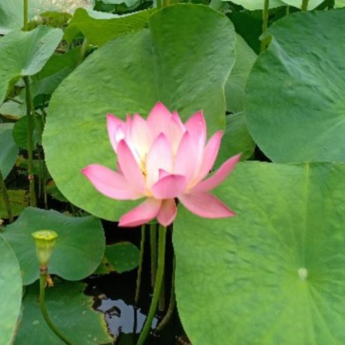 สมาชิกหมายเลข 5285477