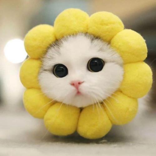 สมาชิกหมายเลข 6318697