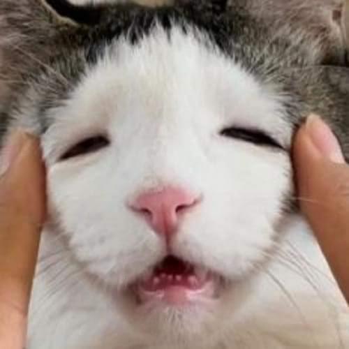 บ่าน้อยรักอิน้อย