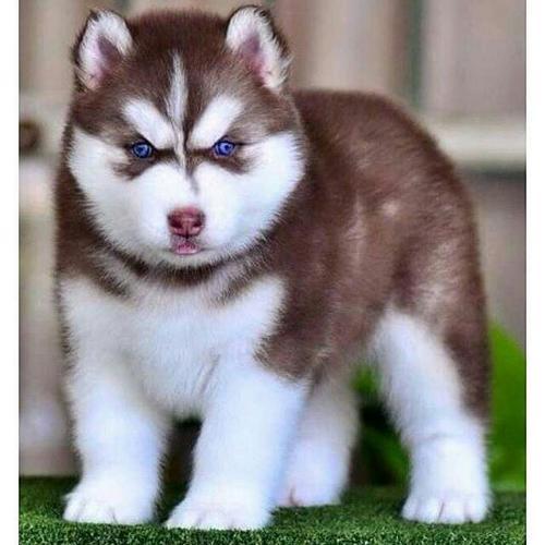 สมาชิกหมายเลข 1688380