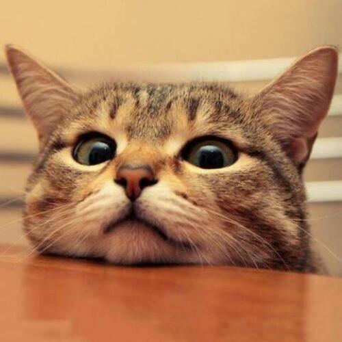 คุณแมวเหมี้ยวๆ