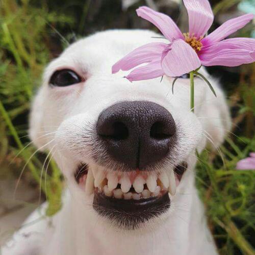 สมาชิกหมายเลข 4550556