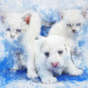 สมาชิกหมายเลข 4890811