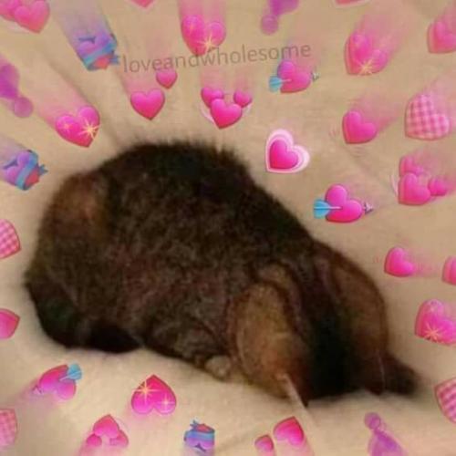 สมาชิกหมายเลข 4287804