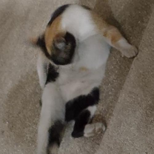 สมาชิกหมายเลข 8152966