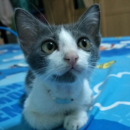 สมาชิกหมายเลข 1445980