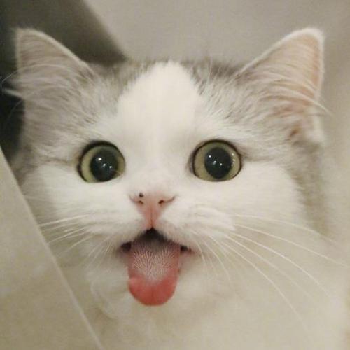 สมาชิกหมายเลข 5174338