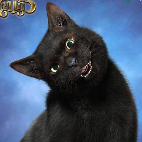 สมาชิกหมายเลข 6312342