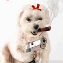 สมาชิกหมายเลข 2458221