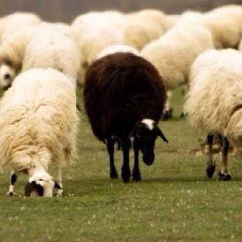 สมาชิกหมายเลข 3607981