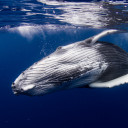 สมาชิกหมายเลข 2702111