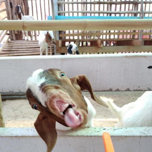 สมาชิกหมายเลข 5287083