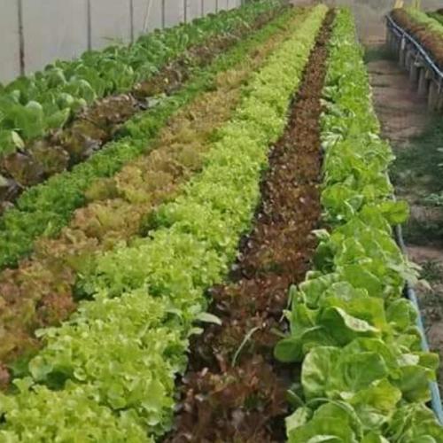 สมาชิกหมายเลข 7001898