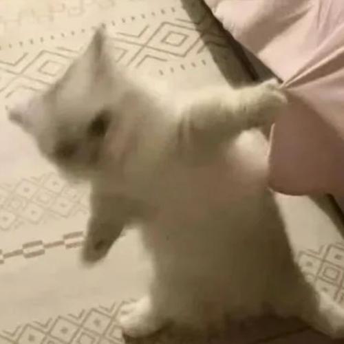 สมาชิกหมายเลข 7768192