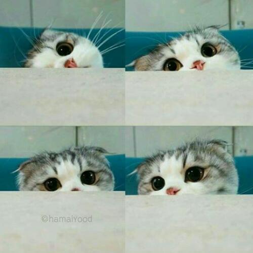 สมาชิกหมายเลข 4551108