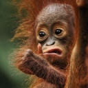 สมาชิกหมายเลข 1190880