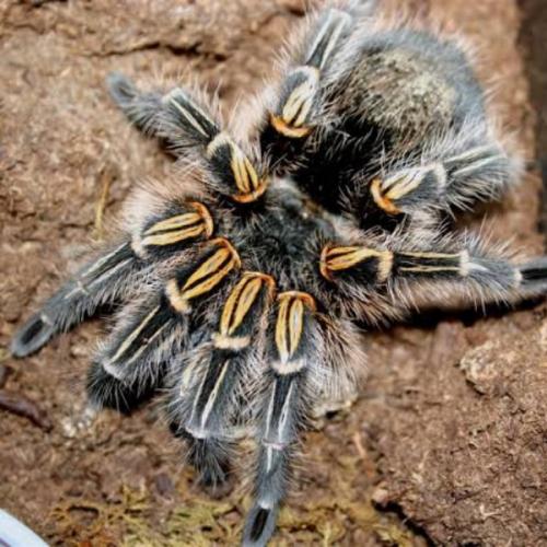 สมาชิกหมายเลข 4891802