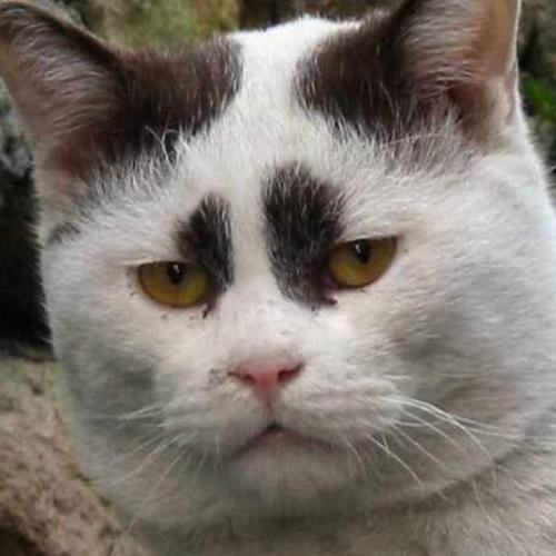 สมาชิกหมายเลข 4980742