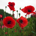 red poppy