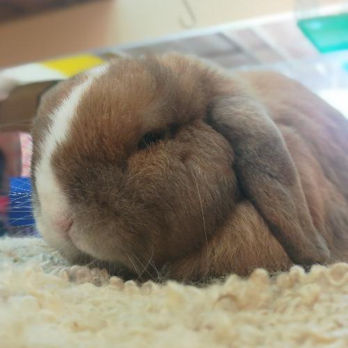 สมาชิกหมายเลข 2511621