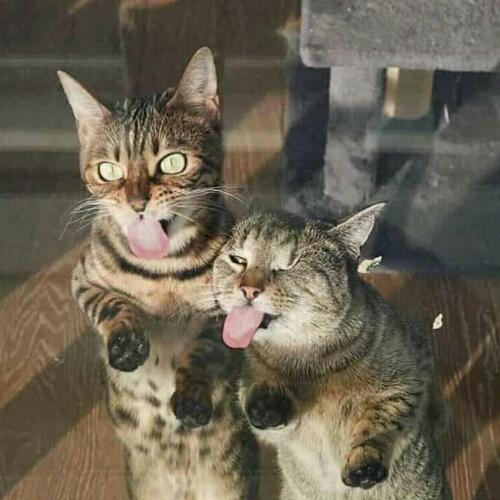 สมาชิกหมายเลข 4892247